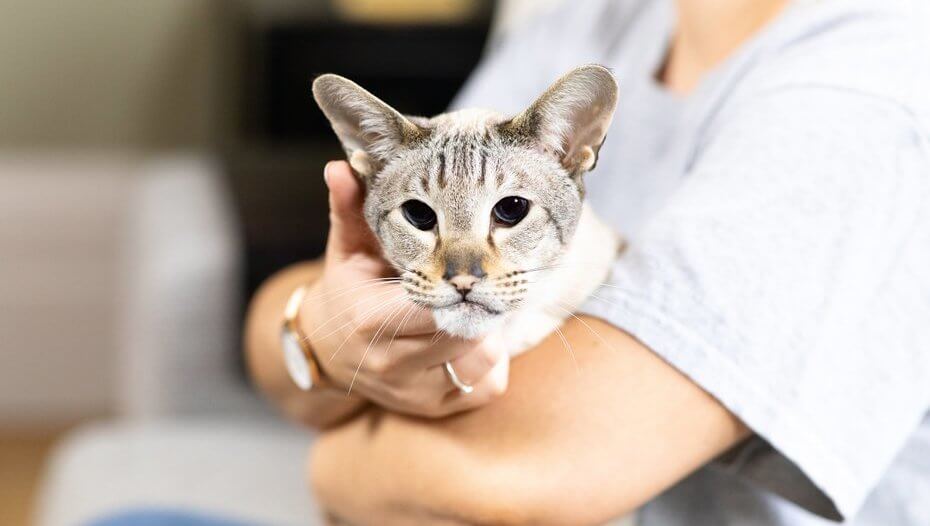 Getting a New Cat What You Should Know Purina